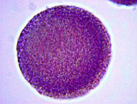 AP染色试剂盒 Alkaline Phosphatase Detection Kit