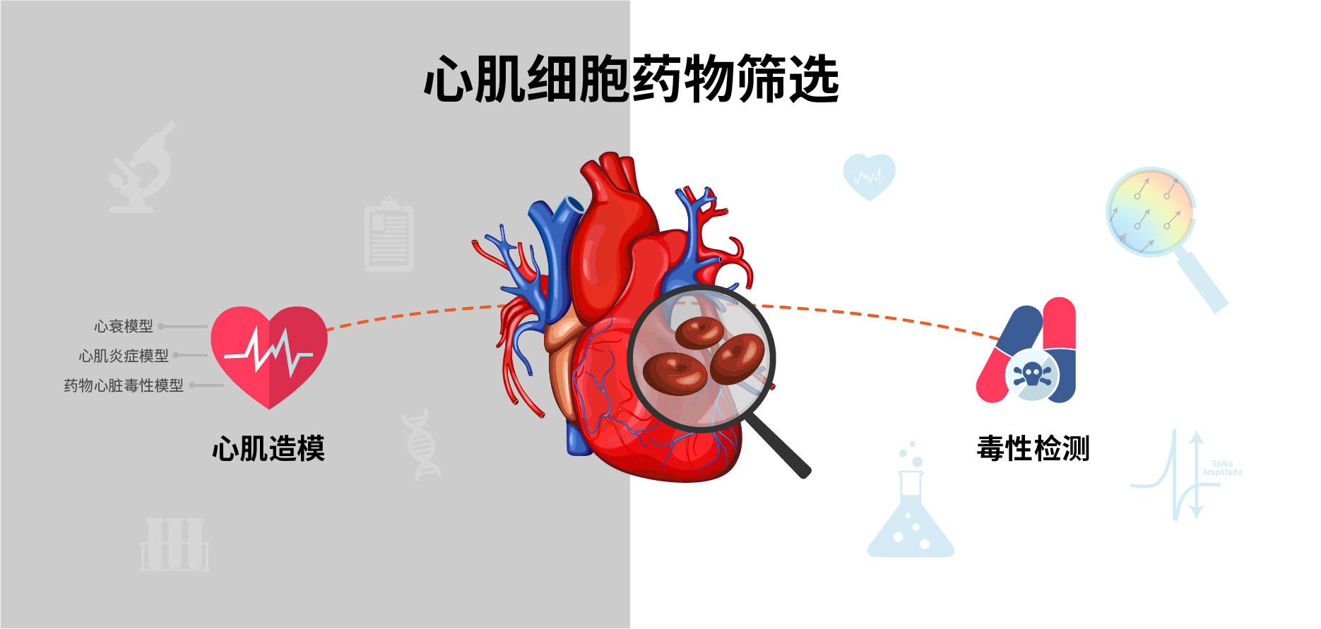 心肌药筛-食品与保健品功能评价