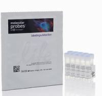 Life MitoSOX Red Mitochondrial Superoxide Indicator 线粒体超氧化物荧光探针 M36008