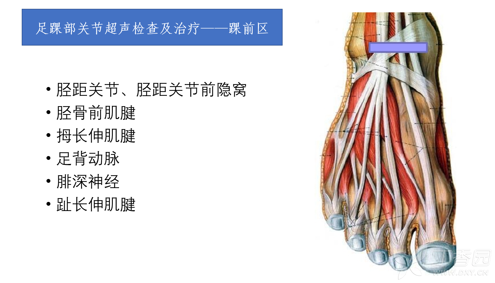 趾短屈肌(位于足底腱膜深面)-医药学-医学
