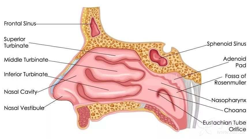 鼻子结构图