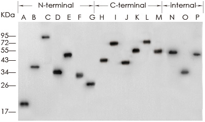 当蛋白研究遇上蛋白标签，So easy!