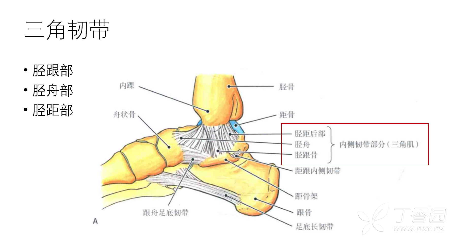 图4-144 距小腿(踝)关节与足关节及韧带(跖面观)-骨科临床解剖学-医学