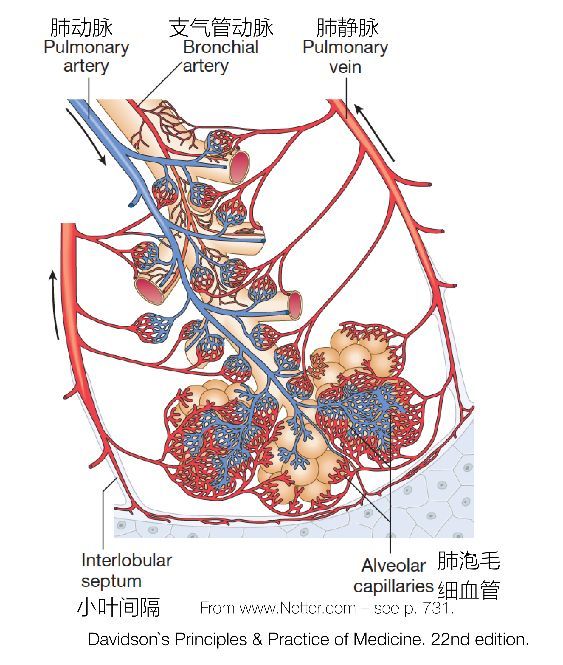 肺部血管解剖结构图解图片
