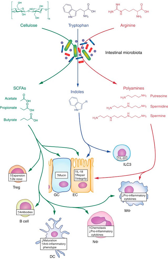 氨基酸和多胺靶向分析