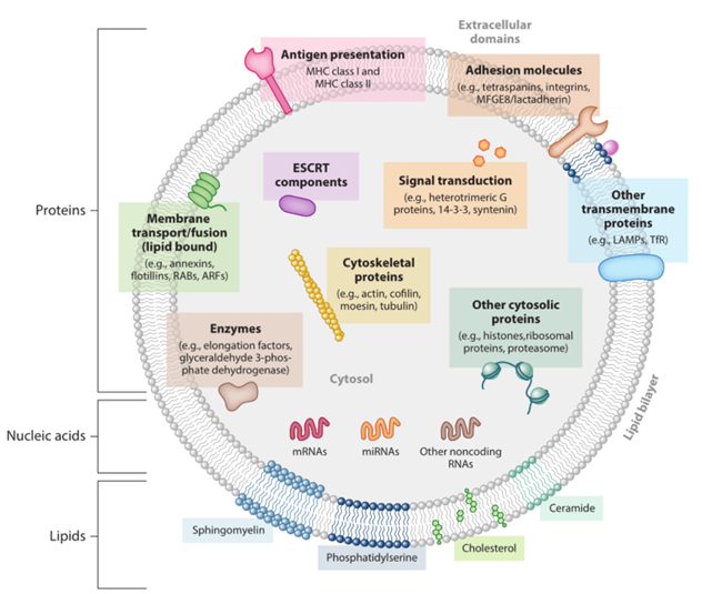 什么是外泌体干细胞 3339072257887908606-14.png