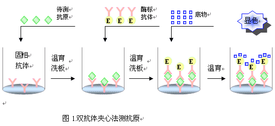 人β内啡肽(β-EP)elisa酶联免疫试剂盒规格