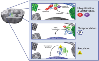 Cytoskeleton Signal-Seeker™试剂盒