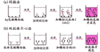 小鼠毒性休克综合征毒素1(TSST-1)elisa酶联免疫试剂盒哪里有买