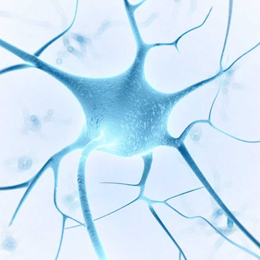 NeuroEasy人神经元分化试剂盒