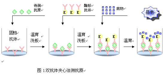 小鼠β淀粉样蛋白1-40(Aβ1-40)elisa酶联免疫试剂盒多少钱