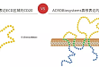 提供 Protocol：高活性全长 CD20 蛋白研发出来了