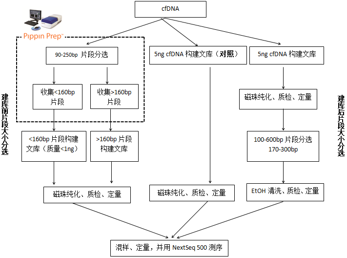 高效的 60～120 bp 短片段 cfDNA 文库构建