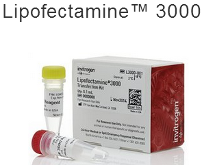 Lipofectamine 3000，脂质体3000