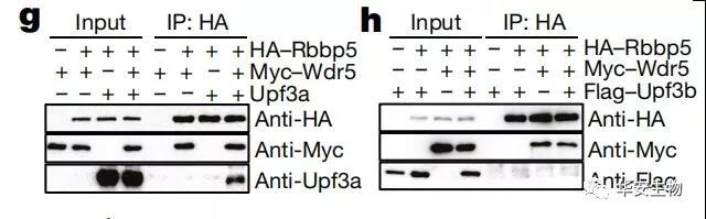 特大喜讯:Nature 发文「科学家破解生命应对基因无义突变之谜」