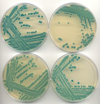 蜡样芽孢杆菌显色培养基（第三代）图片