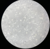 小鼠正常肝细胞AML12