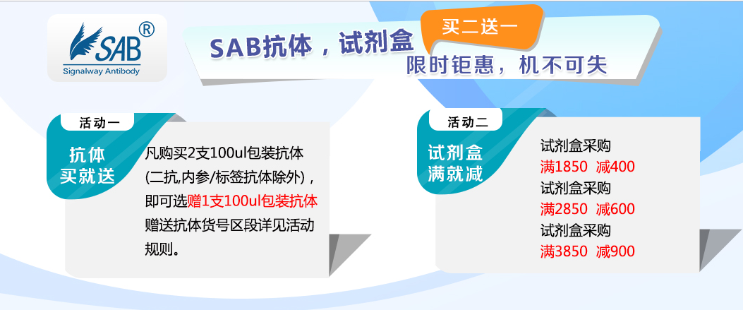 BCA蛋白定量试剂盒