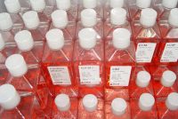 肠球菌琼脂(胆汁七叶苷叠氮钠琼脂)图片