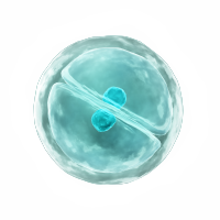 C6-luc大鼠胶质瘤细胞-荧光素酶标记