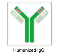 APOL6载脂蛋白样蛋白6抗体