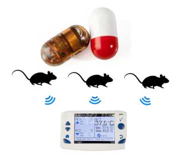 大鼠体温测量胶囊，大鼠体温无线遥测，大鼠体温持续记录系统