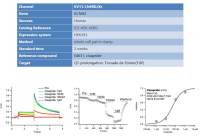 hERG钾通道相关的药物心脏安全性筛选