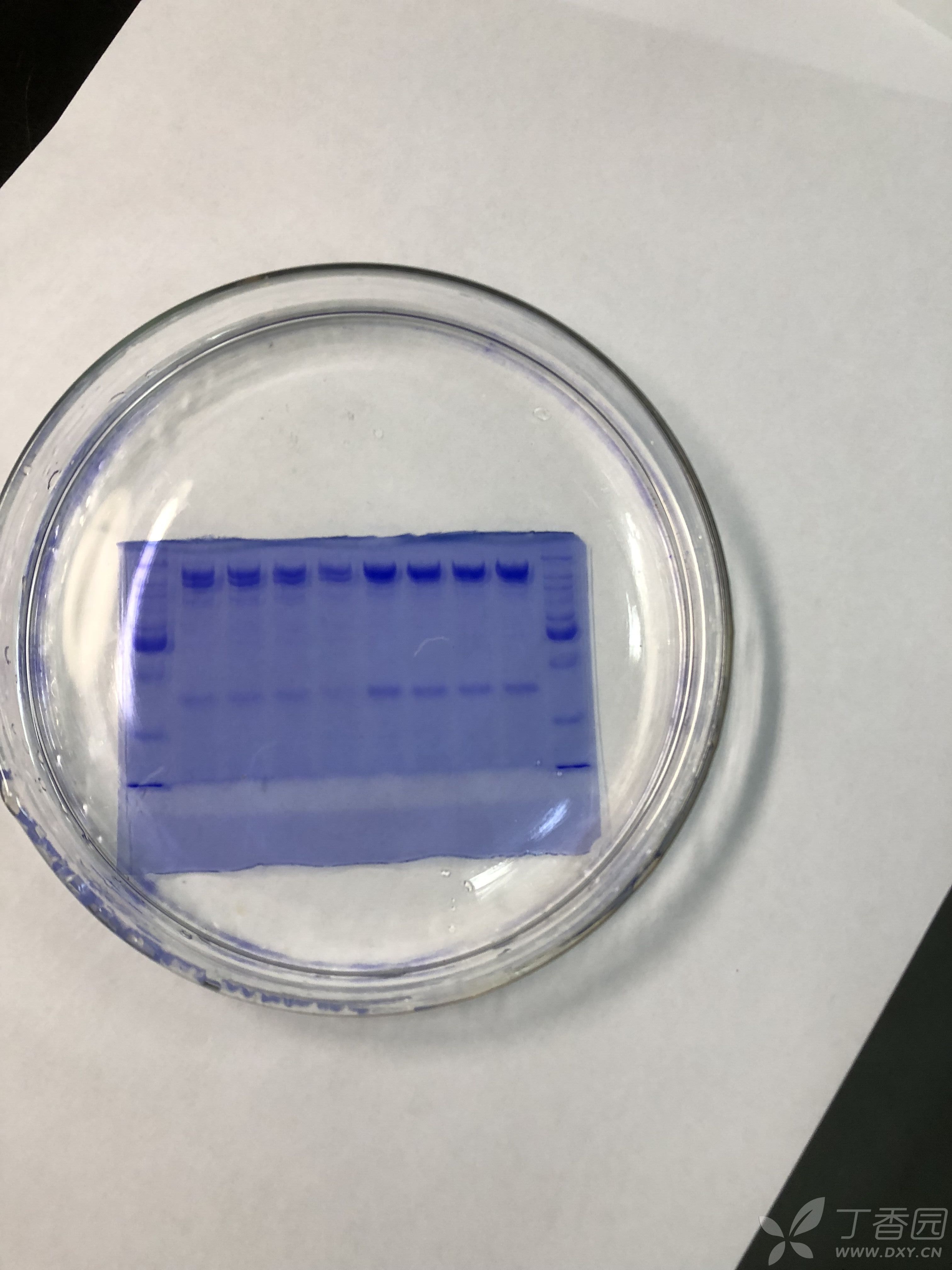 和之前用一样的方法,之前电泳跑的挺好的,现在蛋白电泳跑出来不好