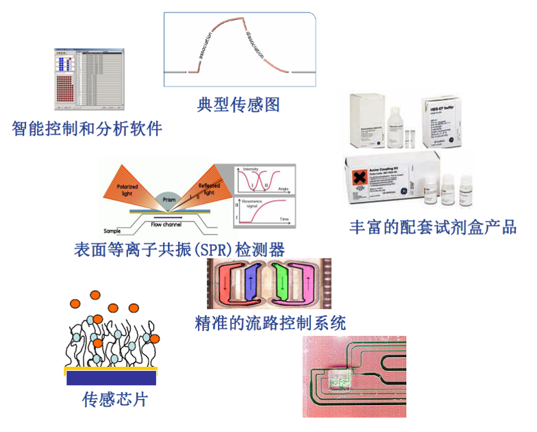 表面等离子共振检测服务