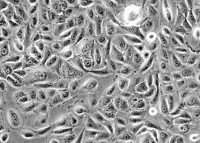 BxPC-3(人原位胰腺腺癌细胞)(通过STR鉴定)