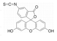 异硫qing酸荧光素