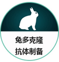 标准兔多克隆抗体制备服务