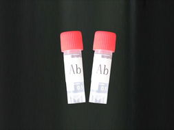 Anti-AX2R/LOC389289抗体