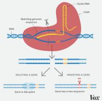 Crispr/cas9克隆质粒构建