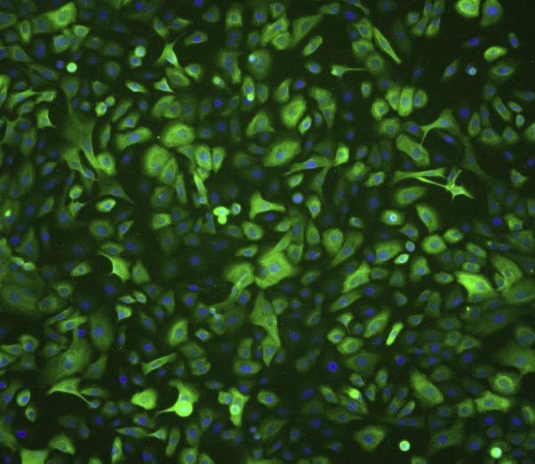 P815(小鼠肥大细胞瘤细胞)