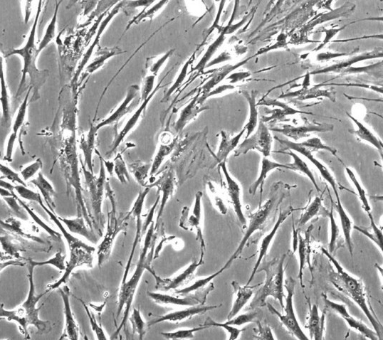 MLTC-1(小鼠睾丸间质细胞瘤细胞)