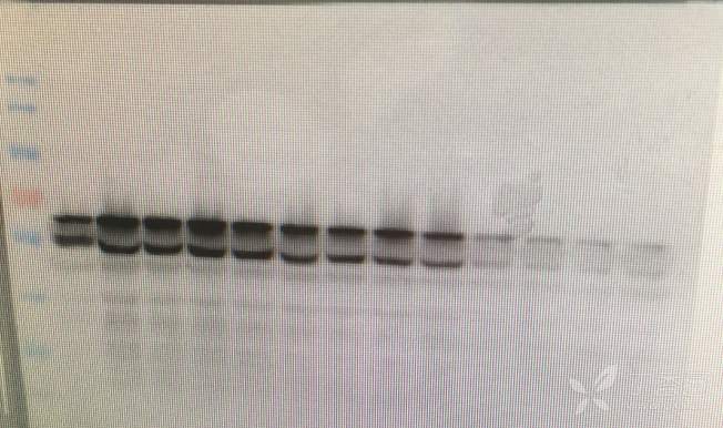 为什么考染很单一很明显的条带,到了wb却显示两条大小相近的条带