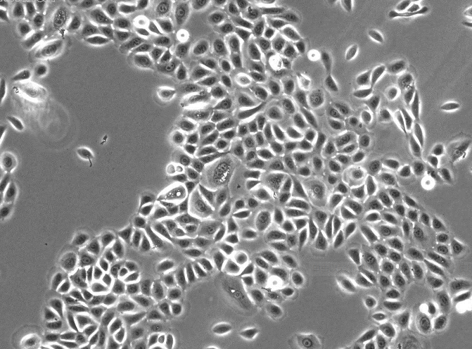 6T-CEM（人T细胞白血病细胞）(通过STR鉴定)
