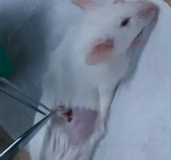 干货分享丨玩转动物模型,帮你搞定基础研究与文章发表!