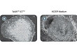 使用 TeSR™-E7™ 进行体细胞重编程的技术窍门