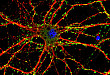 培养神经干细胞和祖细胞的方法