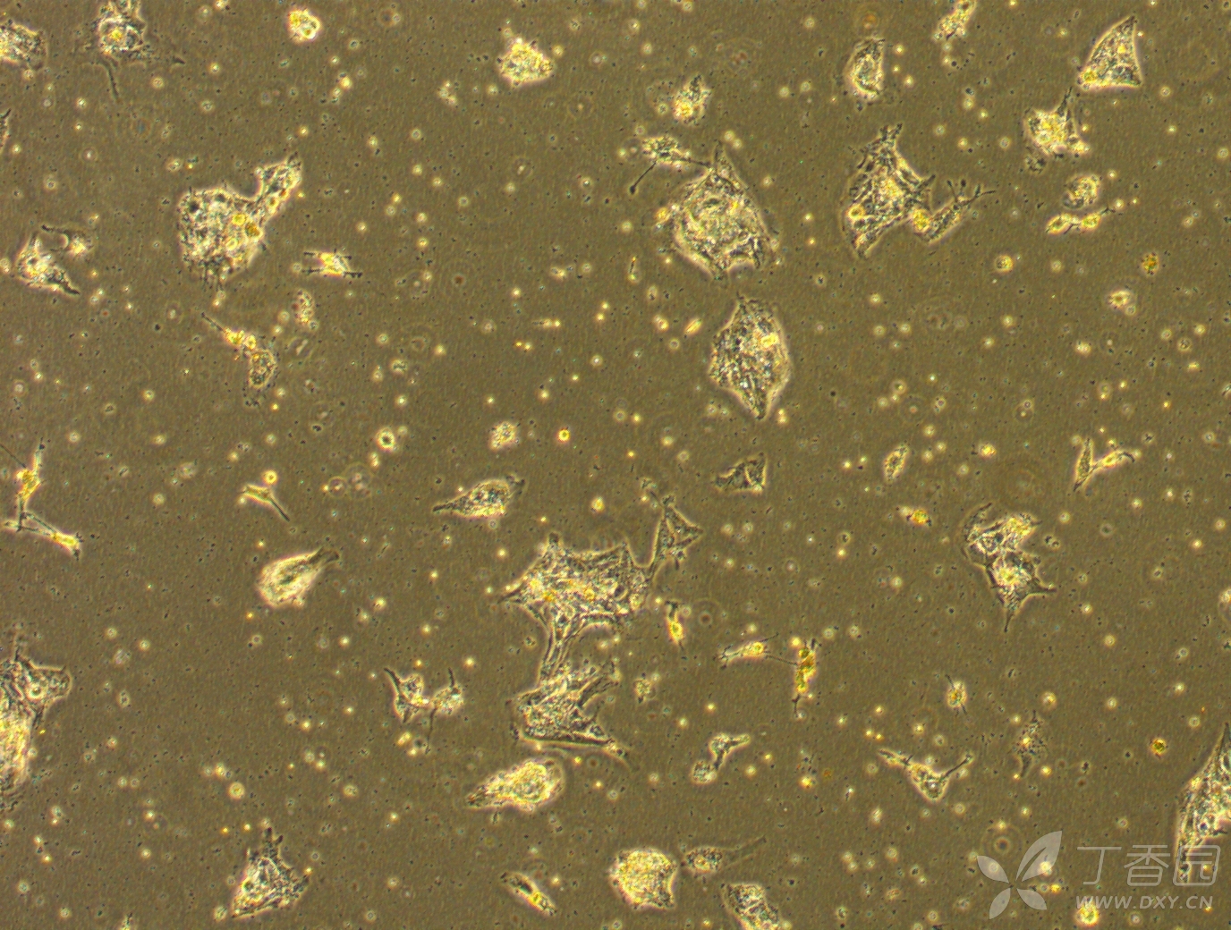 第3天贴壁的细胞