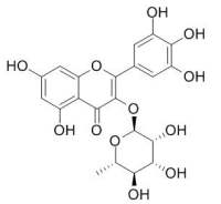 Myricitrin 杨梅苷,CAS:17912-87-7