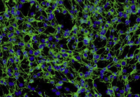 SK-MES-1(人肺癌细胞)通过STR鉴定