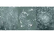 ReproRNA™-OKSGM 实验流程中如何优化嘌呤霉素筛选步骤？