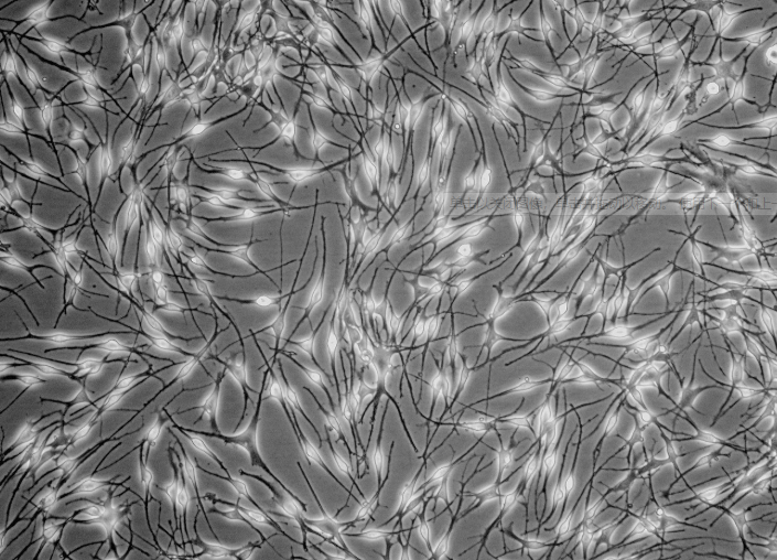 SK-N-SH人神经母细胞瘤(通过STR鉴定)