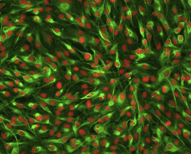 NCI-H209 [H209]（人小细胞肺癌细胞）(通过STR鉴定)
