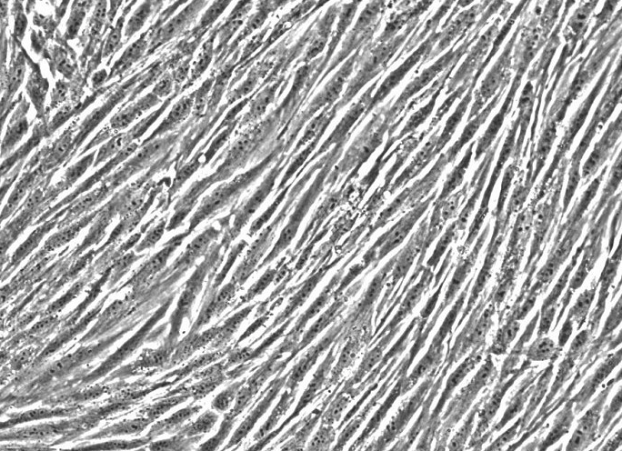 MEF小鼠胚胎成纤维细胞