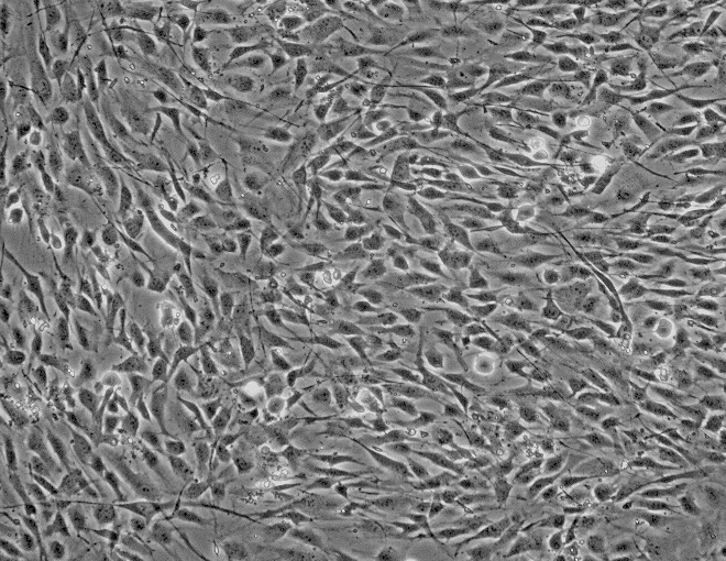 PA12小鼠成纤维细胞