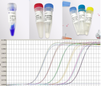 抗碳青霉烯肺炎克雷伯菌探针法荧光定量PCR试剂盒